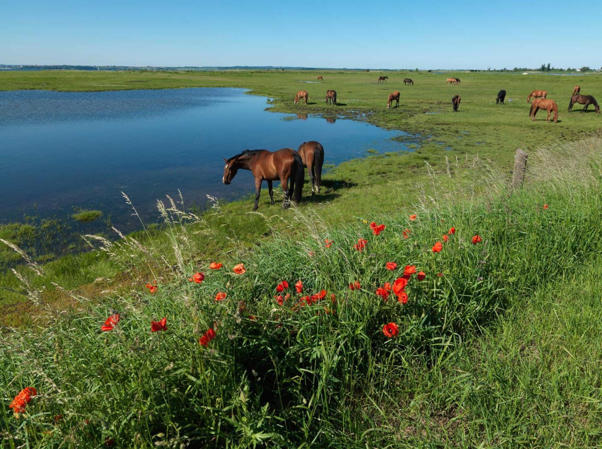 Daenische Ferienhaeuser Am Salzhaff Haus Kaept'N Nemo Insel Poel Buitenkant foto
